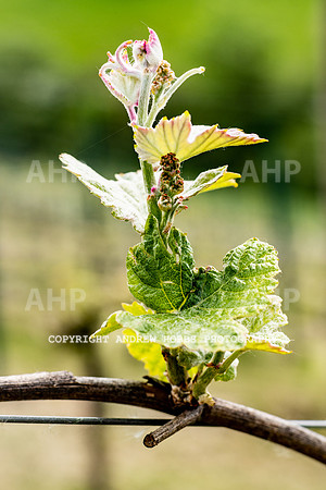 Wellhayes Vineyard May 2019_HOB_6275