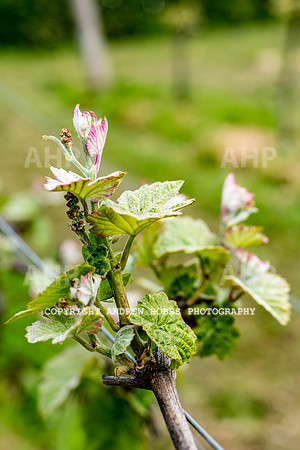Wellhayes Vineyard May 2019_HOB_6276