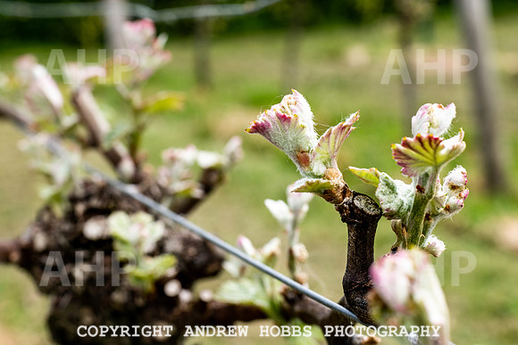 Wellhayes Vineyard May 2019_HOB_6278