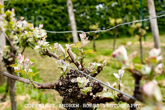 Wellhayes Vineyard May 2019_HOB_6279