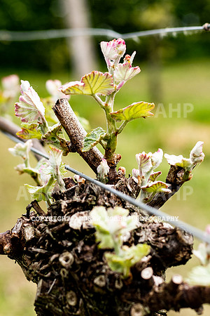 Wellhayes Vineyard May 2019_HOB_6280