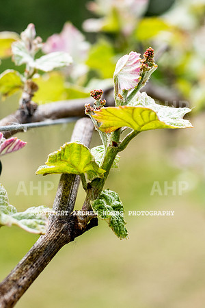 Wellhayes Vineyard May 2019_HOB_6281