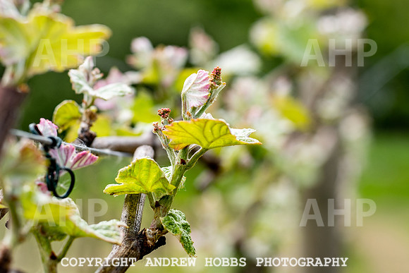 Wellhayes Vineyard May 2019_HOB_6282