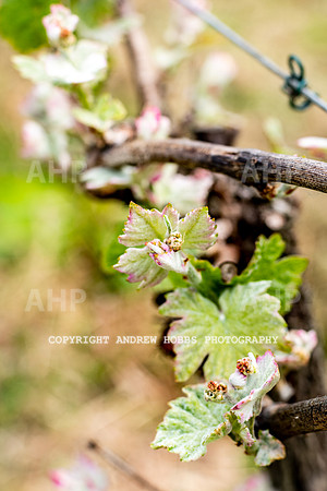Wellhayes Vineyard May 2019_HOB_6284