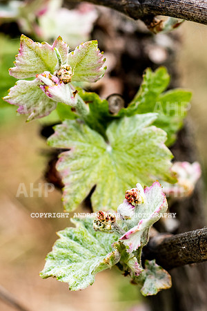 Wellhayes Vineyard May 2019_HOB_6285
