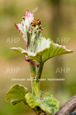 Wellhayes Vineyard May 2019_HOB_6286
