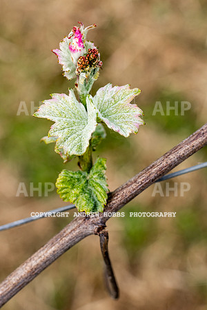 Wellhayes Vineyard May 2019_HOB_6287
