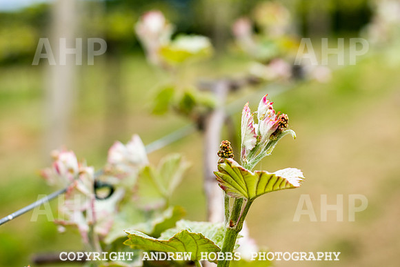 Wellhayes Vineyard May 2019_HOB_6288