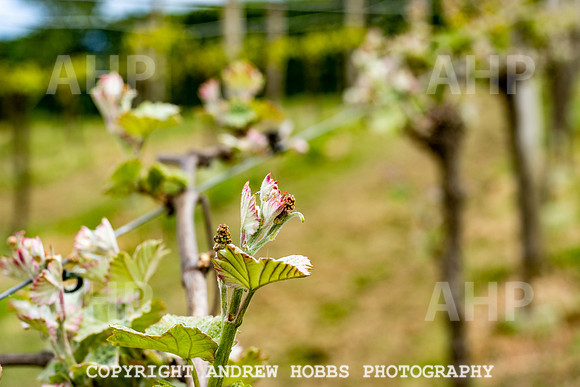 Wellhayes Vineyard May 2019_HOB_6289