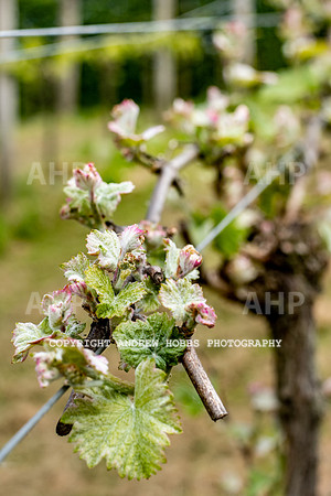 Wellhayes Vineyard May 2019_HOB_6290