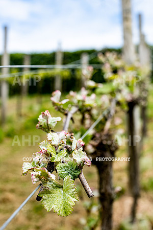 Wellhayes Vineyard May 2019_HOB_6291