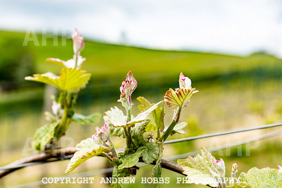 Wellhayes Vineyard May 2019_HOB_6292