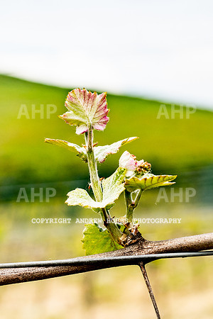 Wellhayes Vineyard May 2019_HOB_6294