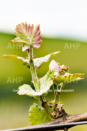 Wellhayes Vineyard May 2019_HOB_6295