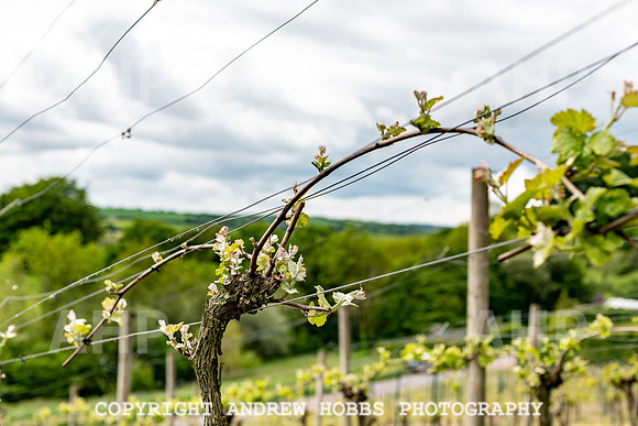 Wellhayes Vineyard May 2019_HOB_6296