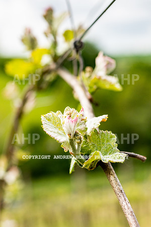 Wellhayes Vineyard May 2019_HOB_6297