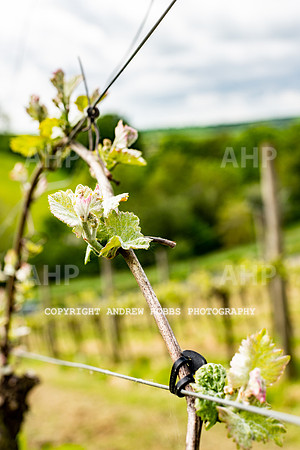 Wellhayes Vineyard May 2019_HOB_6298