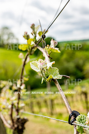 Wellhayes Vineyard May 2019_HOB_6299