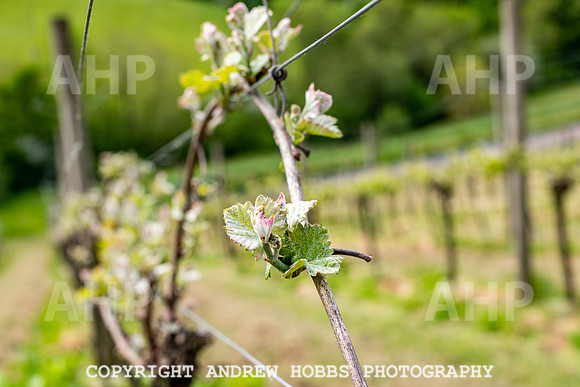 Wellhayes Vineyard May 2019_HOB_6300