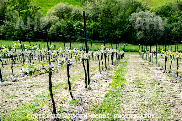 Wellhayes Vineyard May 2019_HOB_6302