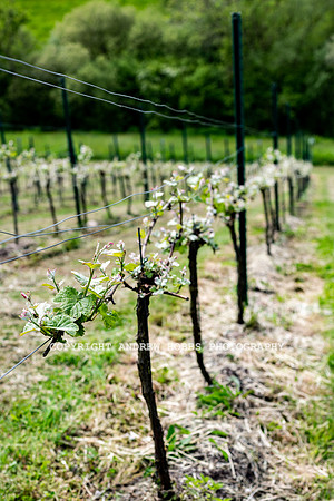 Wellhayes Vineyard May 2019_HOB_6304
