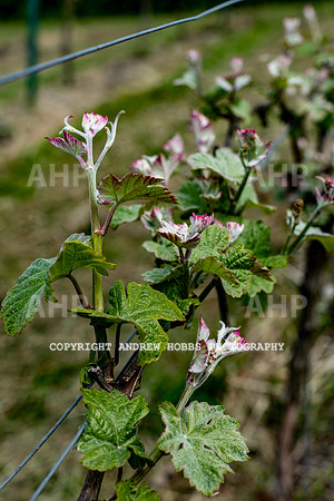Wellhayes Vineyard May 2019_HOB_6308
