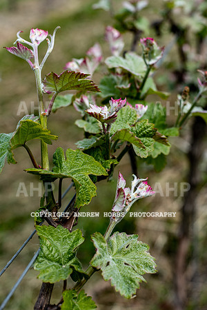 Wellhayes Vineyard May 2019_HOB_6309