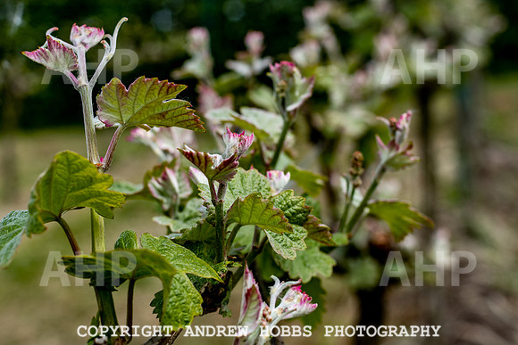 Wellhayes Vineyard May 2019_HOB_6310