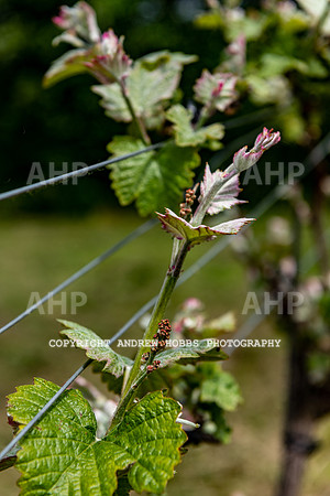 Wellhayes Vineyard May 2019_HOB_6313