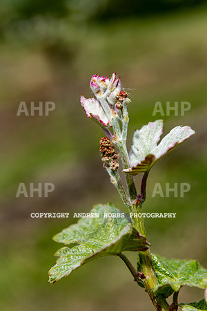 Wellhayes Vineyard May 2019_HOB_6316