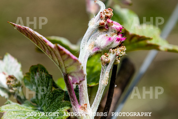Wellhayes Vineyard May 2019_HOB_6317