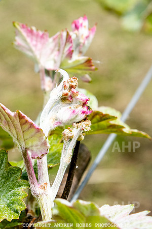 Wellhayes Vineyard May 2019_HOB_6318
