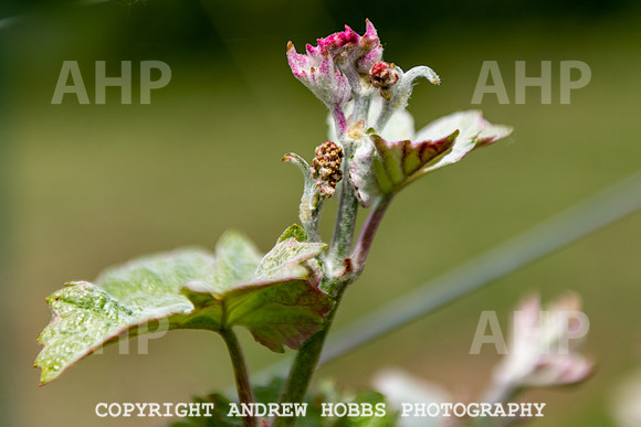 Wellhayes Vineyard May 2019_HOB_6321