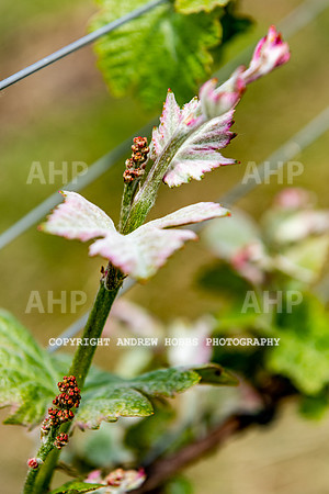Wellhayes Vineyard May 2019_HOB_6322