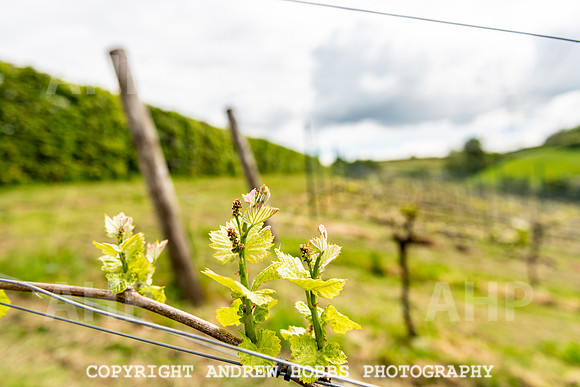Wellhayes Vineyard May 2019_HOB_6327