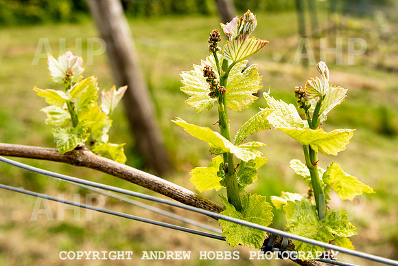 Wellhayes Vineyard May 2019_HOB_6328