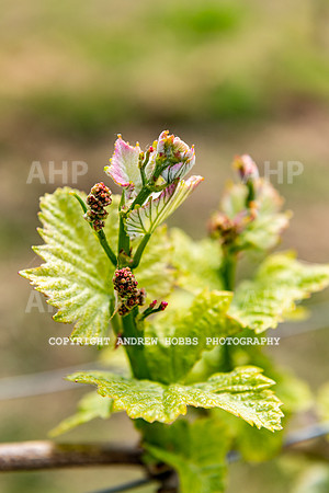 Wellhayes Vineyard May 2019_HOB_6329