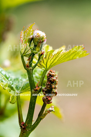 Wellhayes Vineyard May 2019_HOB_6332