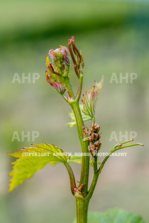 Wellhayes Vineyard May 2019_HOB_6333