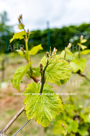 Wellhayes Vineyard May 2019_HOB_6338