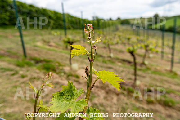 Wellhayes Vineyard May 2019_HOB_6352