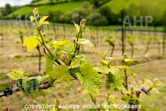 Wellhayes Vineyard May 2019_HOB_6356