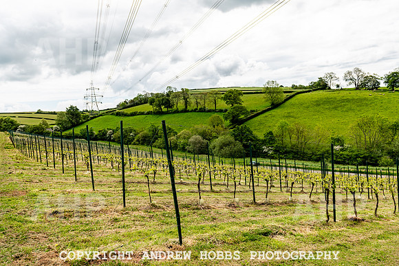 Wellhayes Vineyard May 2019_HOB_6377
