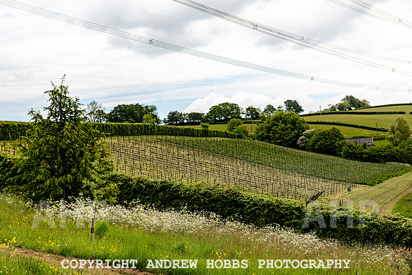 Wellhayes Vineyard May 2019_HOB_6382