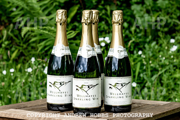 Wellhayes Vineyard May 2019_HOB_6389