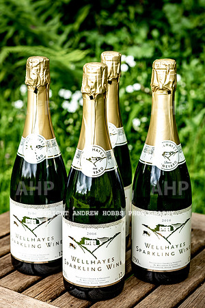 Wellhayes Vineyard May 2019_HOB_6390