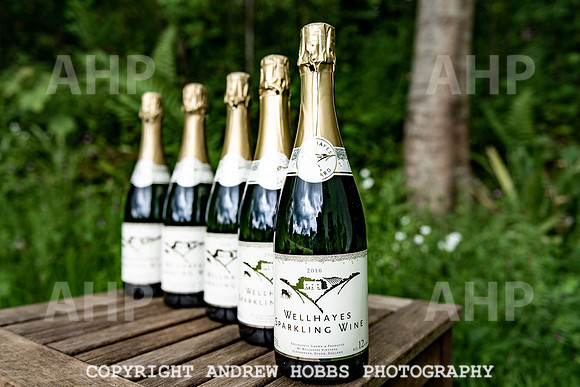 Wellhayes Vineyard May 2019_HOB_6402