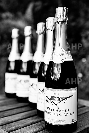 Wellhayes Vineyard May 2019_HOB_6403
