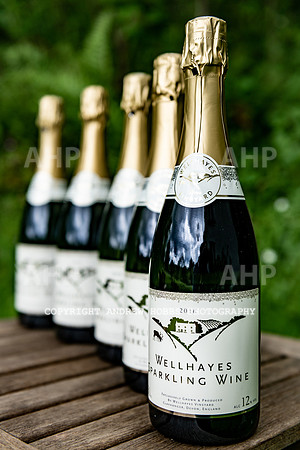Wellhayes Vineyard May 2019_HOB_6404