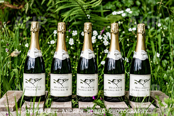 Wellhayes Vineyard May 2019_HOB_6406